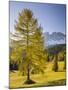 Autumnal Alp in Front of the Mountain Latemar, Kšlbleggiesen, Near Niger Pass, Larch, South Tyrol-Rainer Mirau-Mounted Photographic Print