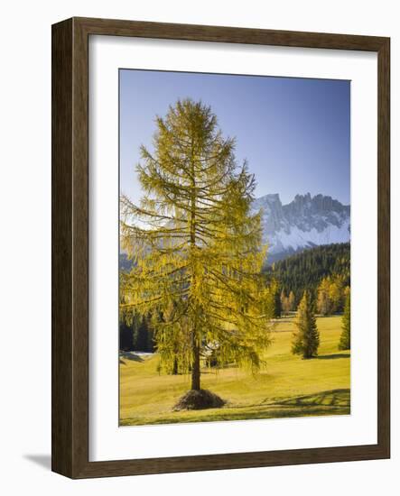 Autumnal Alp in Front of the Mountain Latemar, Kšlbleggiesen, Near Niger Pass, Larch, South Tyrol-Rainer Mirau-Framed Photographic Print