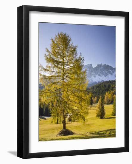 Autumnal Alp in Front of the Mountain Latemar, Kšlbleggiesen, Near Niger Pass, Larch, South Tyrol-Rainer Mirau-Framed Photographic Print