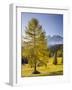 Autumnal Alp in Front of the Mountain Latemar, Kšlbleggiesen, Near Niger Pass, Larch, South Tyrol-Rainer Mirau-Framed Photographic Print