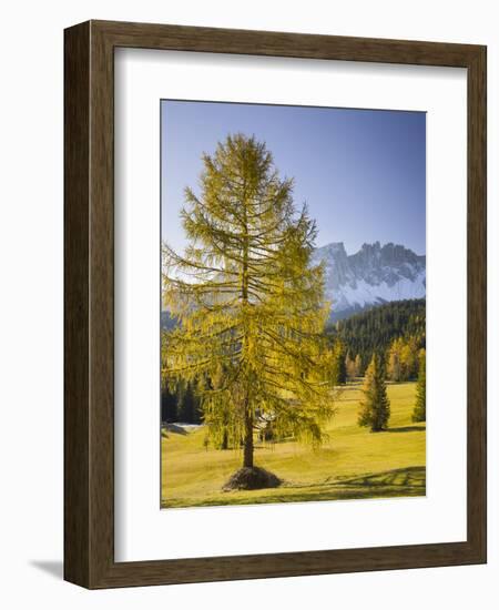 Autumnal Alp in Front of the Mountain Latemar, Kšlbleggiesen, Near Niger Pass, Larch, South Tyrol-Rainer Mirau-Framed Photographic Print