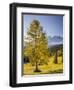 Autumnal Alp in Front of the Mountain Latemar, Kšlbleggiesen, Near Niger Pass, Larch, South Tyrol-Rainer Mirau-Framed Photographic Print