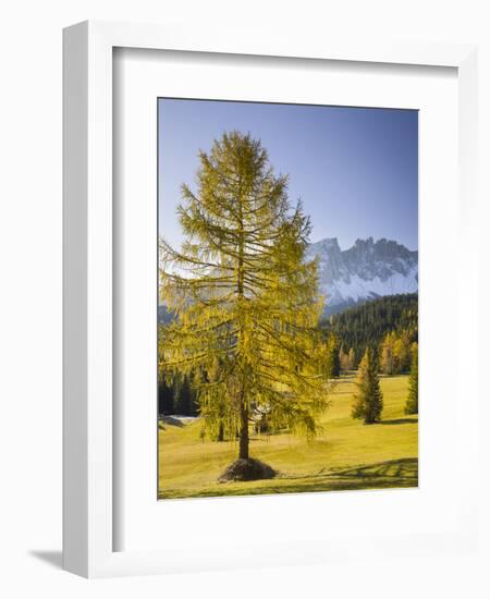 Autumnal Alp in Front of the Mountain Latemar, Kšlbleggiesen, Near Niger Pass, Larch, South Tyrol-Rainer Mirau-Framed Photographic Print