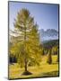 Autumnal Alp in Front of the Mountain Latemar, Kšlbleggiesen, Near Niger Pass, Larch, South Tyrol-Rainer Mirau-Mounted Photographic Print