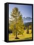 Autumnal Alp in Front of the Mountain Latemar, Kšlbleggiesen, Near Niger Pass, Larch, South Tyrol-Rainer Mirau-Framed Stretched Canvas