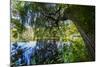 Autumnal Broad-Leaved Tree in the Lake-Falk Hermann-Mounted Photographic Print