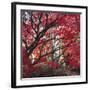 Autumnal Colours I-Bill Philip-Framed Giclee Print