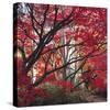 Autumnal Colours I-Bill Philip-Stretched Canvas