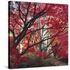 Autumnal Colours I-Bill Philip-Stretched Canvas