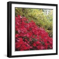 Autumnal Colours II-Bill Philip-Framed Giclee Print