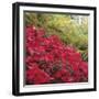 Autumnal Colours II-Bill Philip-Framed Giclee Print