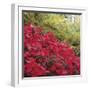 Autumnal Colours II-Bill Philip-Framed Giclee Print