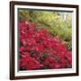 Autumnal Colours II-Bill Philip-Framed Giclee Print