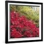 Autumnal Colours II-Bill Philip-Framed Giclee Print