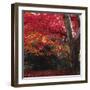 Autumnal Colours III-Bill Philip-Framed Giclee Print