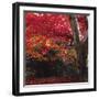 Autumnal Colours III-Bill Philip-Framed Giclee Print