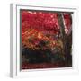 Autumnal Colours III-Bill Philip-Framed Giclee Print