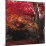 Autumnal Colours III-Bill Philip-Mounted Giclee Print