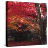 Autumnal Colours III-Bill Philip-Stretched Canvas