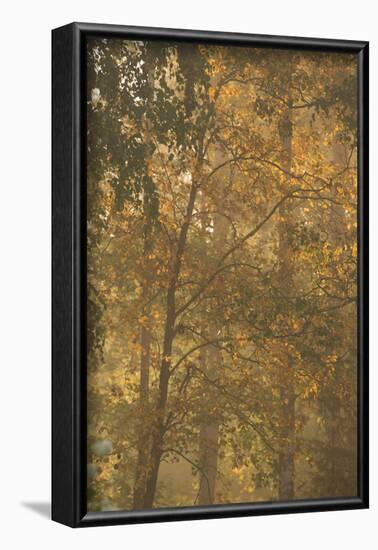 Autumnal deciduous trees in foggy morning-Paivi Vikstrom-Framed Photographic Print