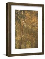 Autumnal deciduous trees in foggy morning-Paivi Vikstrom-Framed Photographic Print