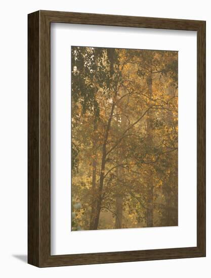 Autumnal deciduous trees in foggy morning-Paivi Vikstrom-Framed Photographic Print