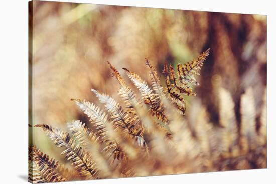 autumnal fern in the forest-Nadja Jacke-Stretched Canvas