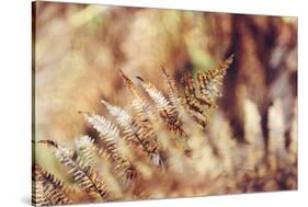autumnal fern in the forest-Nadja Jacke-Stretched Canvas