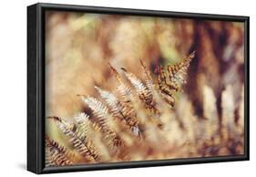 autumnal fern in the forest-Nadja Jacke-Framed Photographic Print