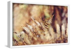 autumnal fern in the forest-Nadja Jacke-Framed Photographic Print