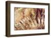 autumnal fern in the forest-Nadja Jacke-Framed Photographic Print