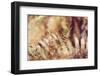 autumnal fern in the forest-Nadja Jacke-Framed Photographic Print