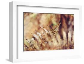 autumnal fern in the forest-Nadja Jacke-Framed Photographic Print