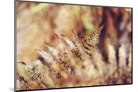 autumnal fern in the forest-Nadja Jacke-Mounted Photographic Print