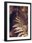 autumnal fern in the forest-Nadja Jacke-Framed Photographic Print