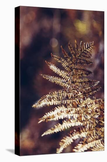 autumnal fern in the forest-Nadja Jacke-Stretched Canvas