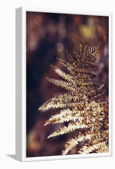 autumnal fern in the forest-Nadja Jacke-Framed Photographic Print