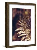 autumnal fern in the forest-Nadja Jacke-Framed Photographic Print