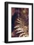 autumnal fern in the forest-Nadja Jacke-Framed Photographic Print