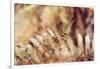 autumnal fern in the forest-Nadja Jacke-Framed Photographic Print