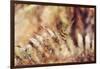 autumnal fern in the forest-Nadja Jacke-Framed Photographic Print