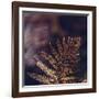autumnal fern in the forest-Nadja Jacke-Framed Photographic Print