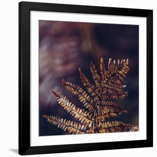 autumnal fern in the forest-Nadja Jacke-Framed Photographic Print