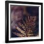 autumnal fern in the forest-Nadja Jacke-Framed Photographic Print