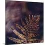 autumnal fern in the forest-Nadja Jacke-Mounted Photographic Print