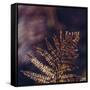 autumnal fern in the forest-Nadja Jacke-Framed Stretched Canvas