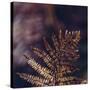 autumnal fern in the forest-Nadja Jacke-Stretched Canvas