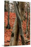 Autumnal foliage in the forest-By-Mounted Premium Photographic Print