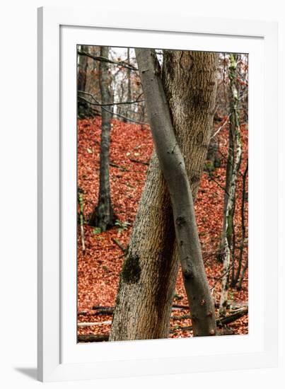 Autumnal foliage in the forest-By-Framed Photographic Print