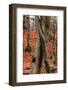 Autumnal foliage in the forest-By-Framed Photographic Print